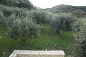 Olivenbäume, denen wir köstliches Olivenöl verdanken