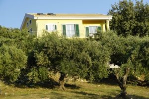 Olivenbäume rund ums Haus